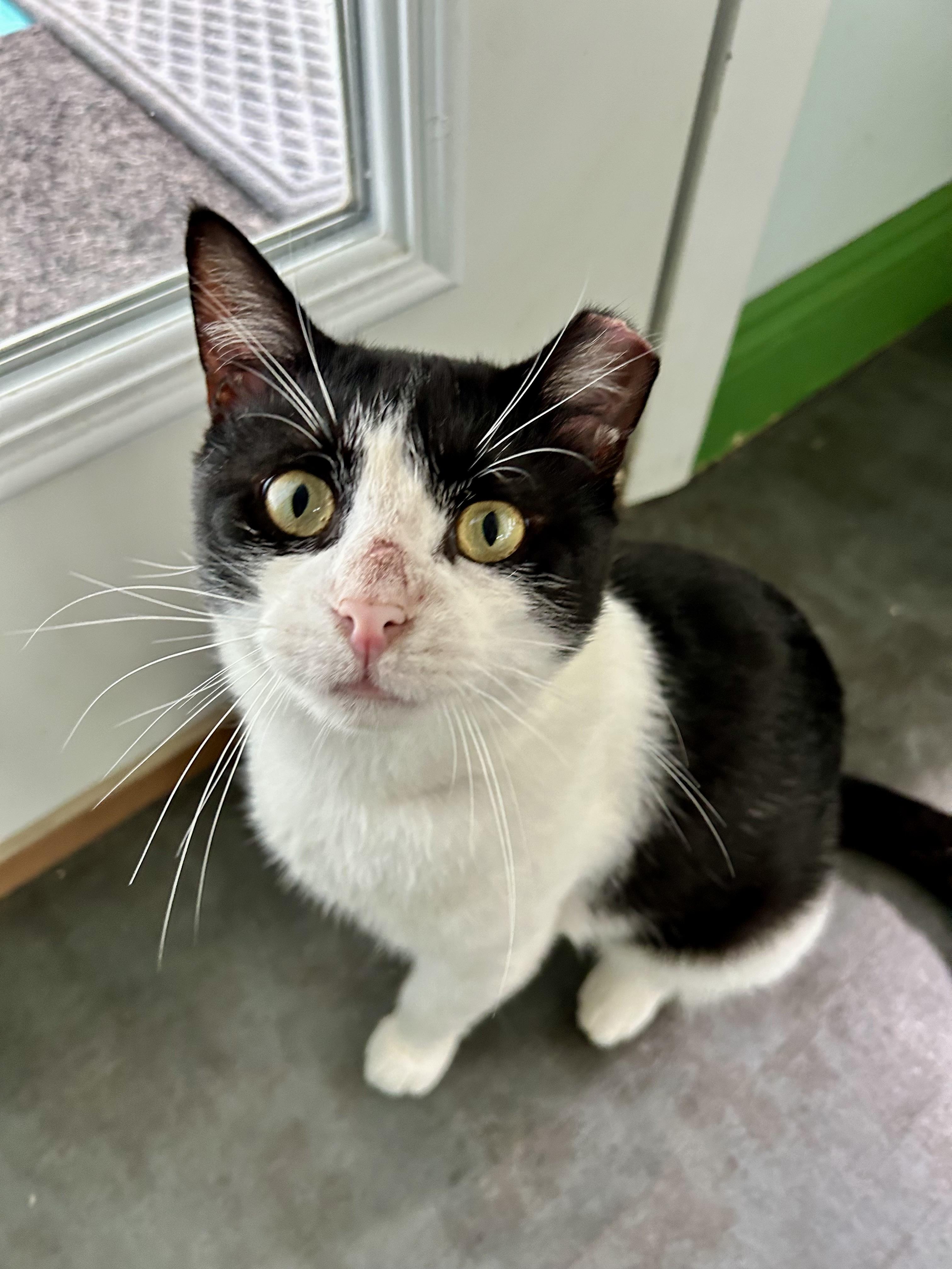 Bond - ADOPTION PENDING, adopted, Young Male Domestic Short Hair.