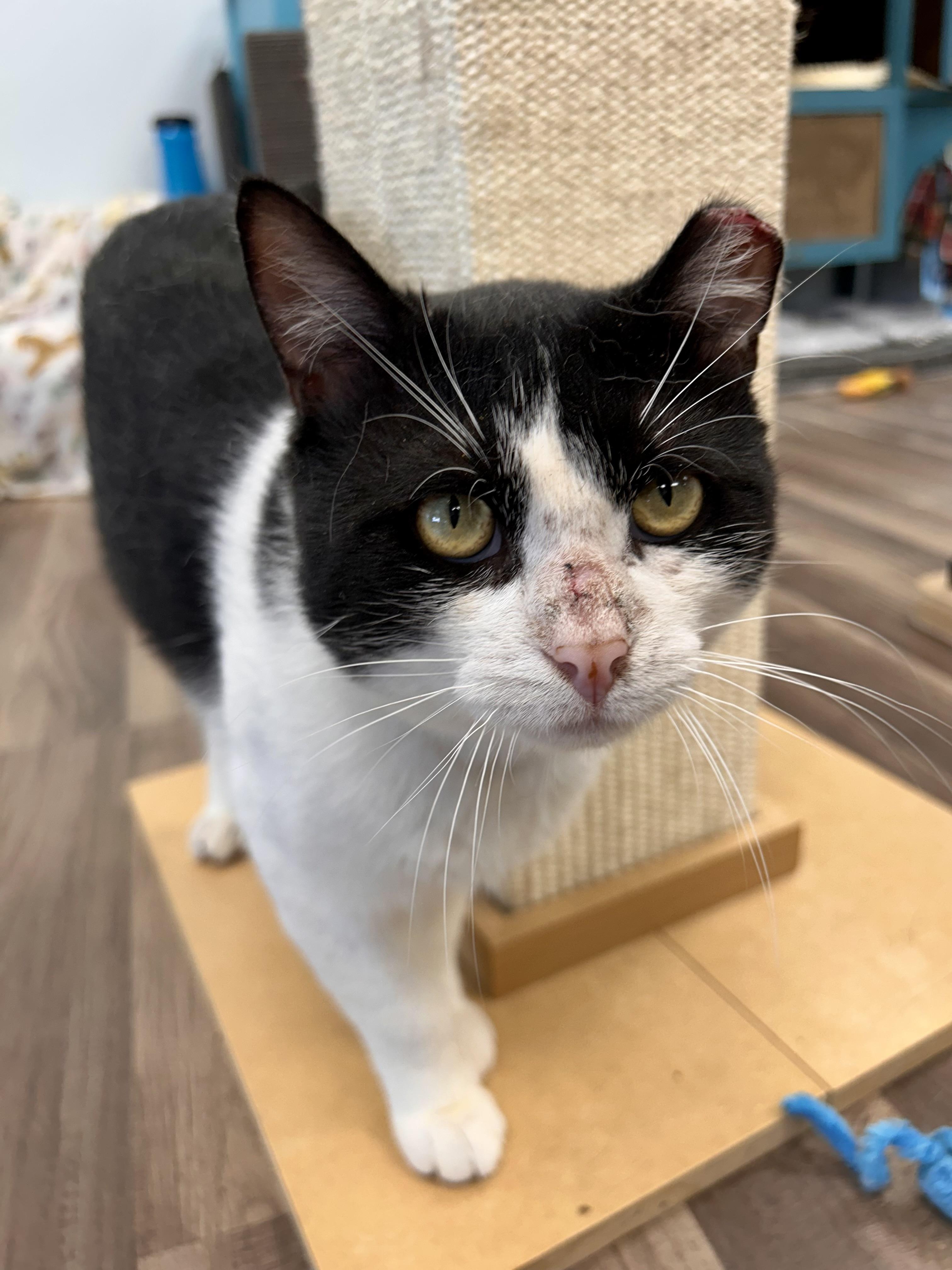 Bond - ADOPTION PENDING, an adopted Domestic Short Hair in Grand Rapids, MI image 4/6