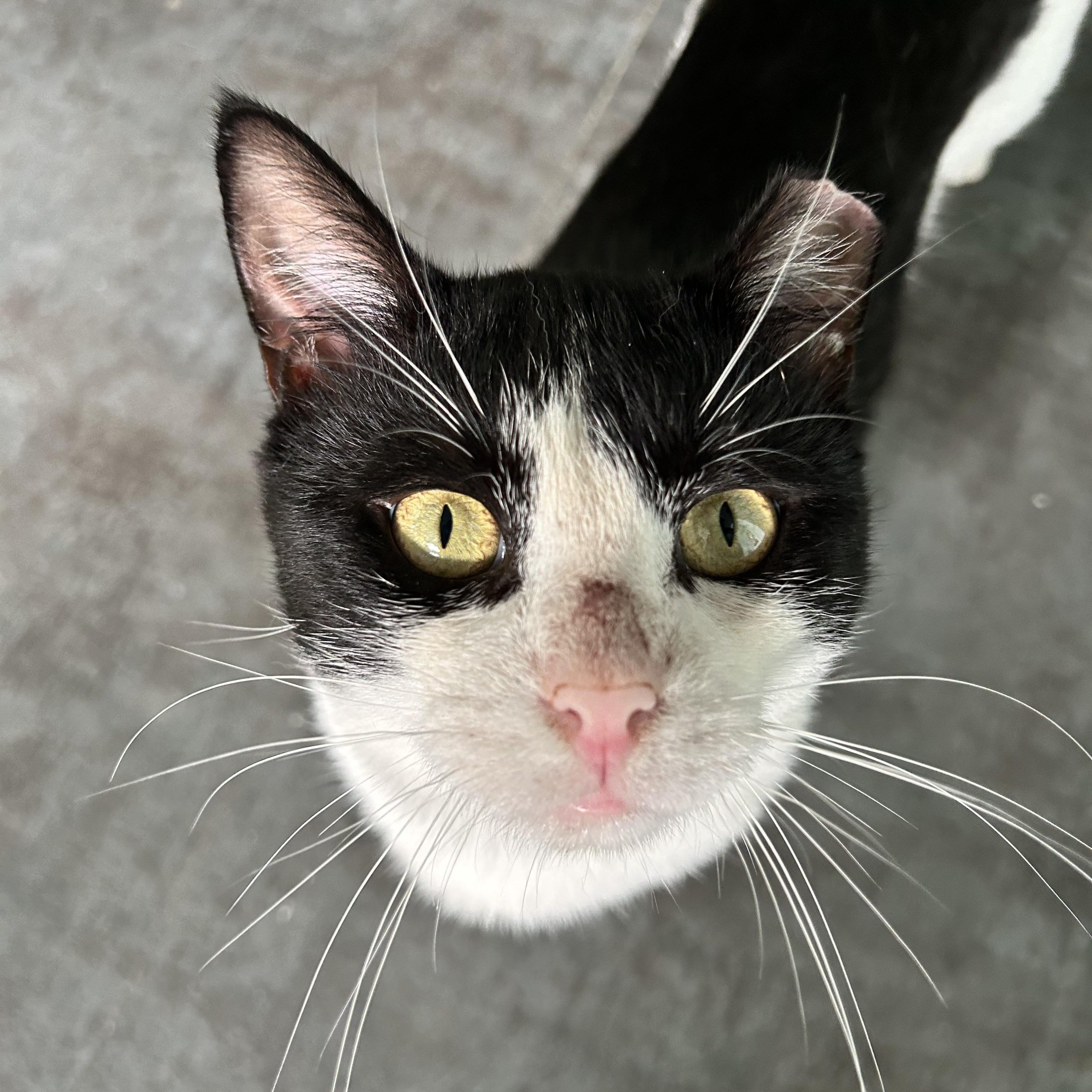 Bond - ADOPTION PENDING, an adopted Domestic Short Hair in Grand Rapids, MI image 6/6