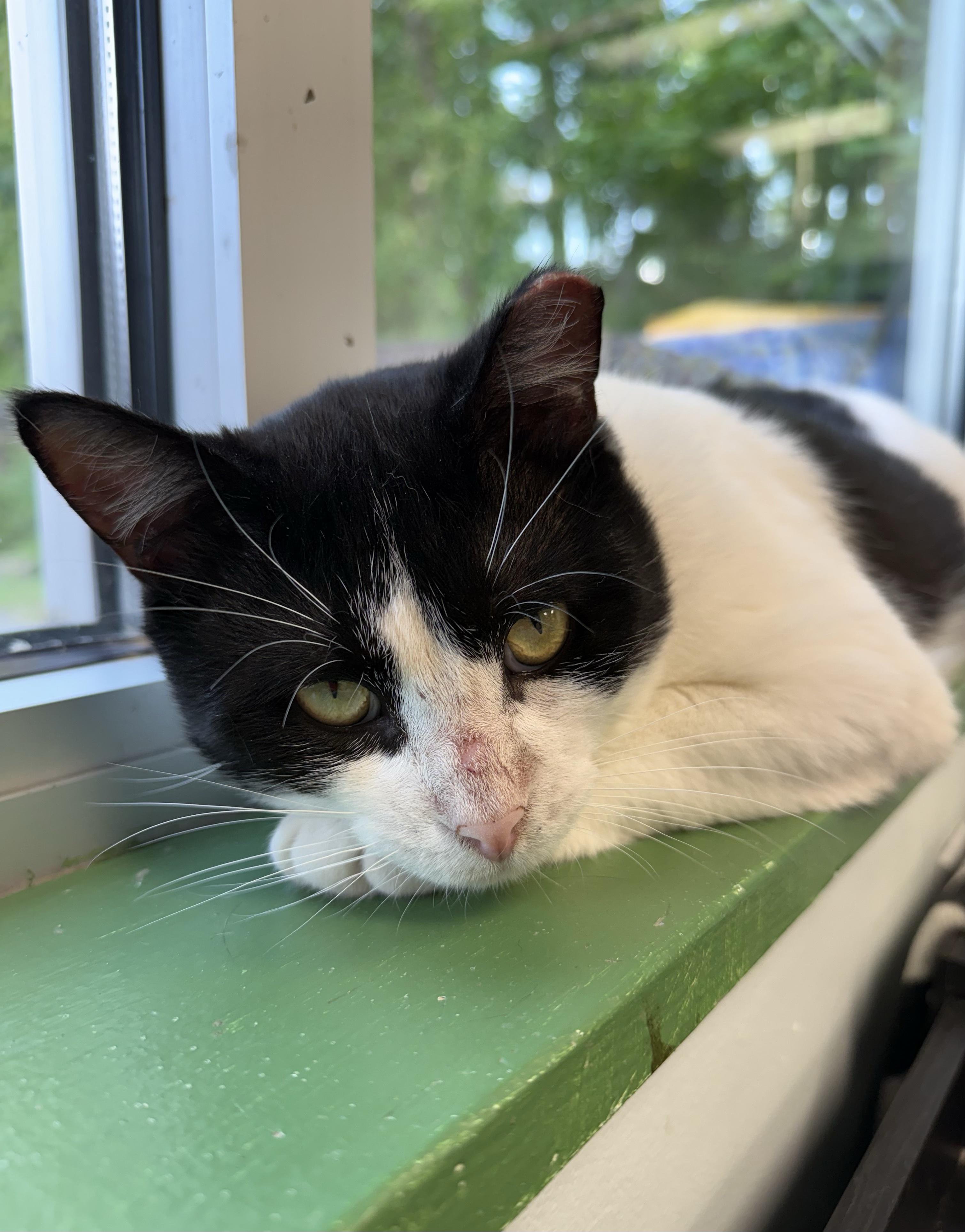 Bond - ADOPTION PENDING, an adopted Domestic Short Hair in Grand Rapids, MI image 2/6