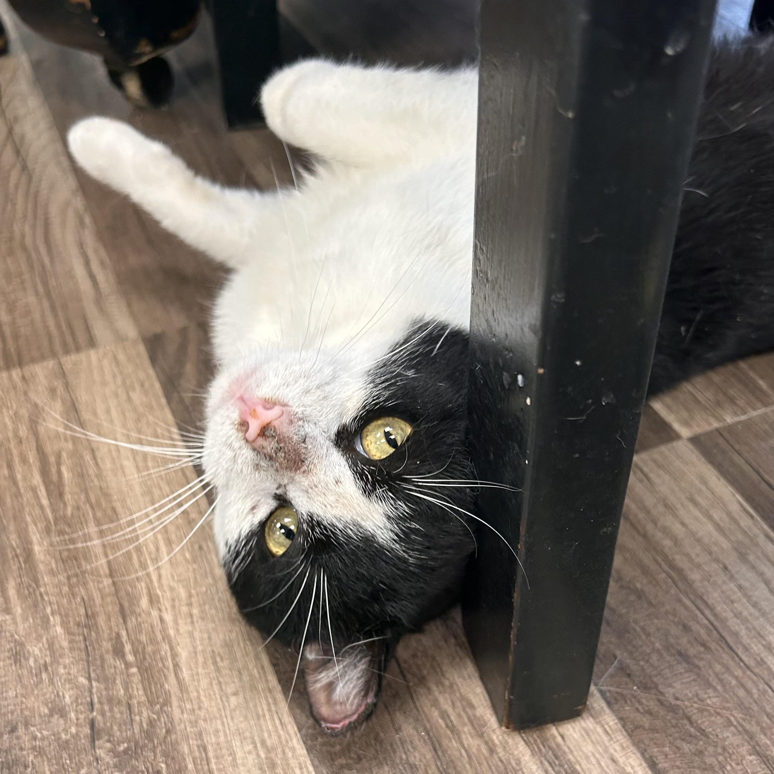 Bond - ADOPTION PENDING, an adopted Domestic Short Hair in Grand Rapids, MI image 5/6