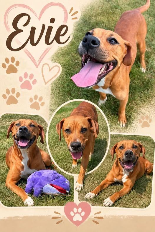Enlarge Evie, a Adoptable mixed breed in Rensselaer, IN image 1/1