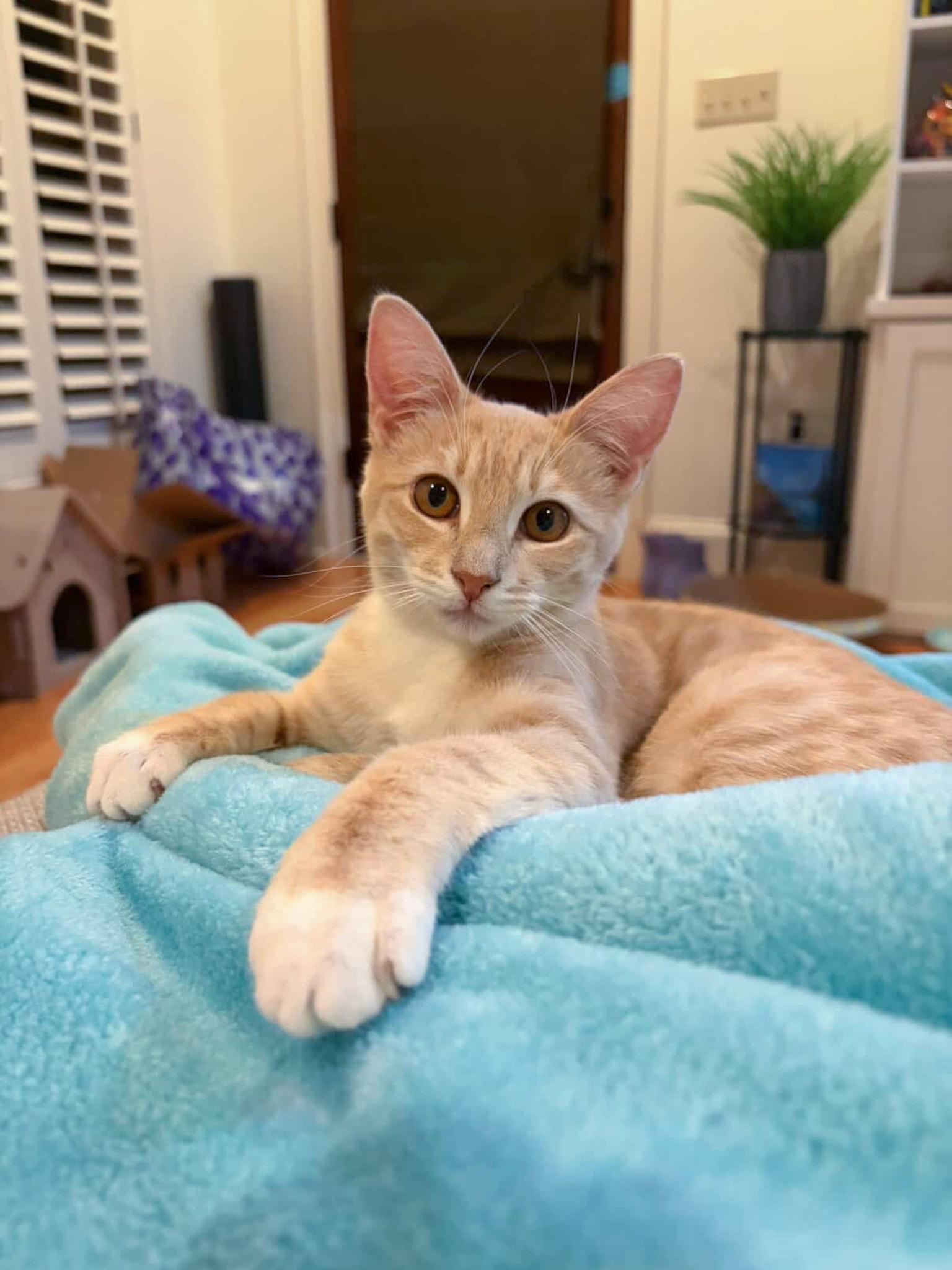 Maisy, adopted, Young Female Tabby.