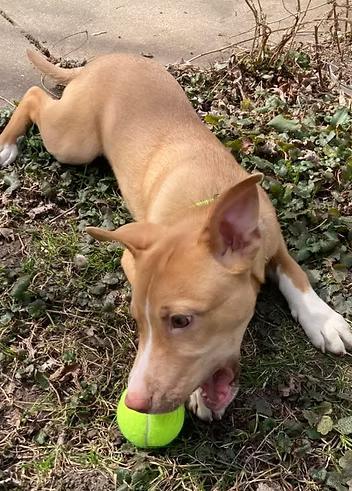 Enlarge Benedict, a ADOPTABLE mixed breed in Racine, WI image 3/6