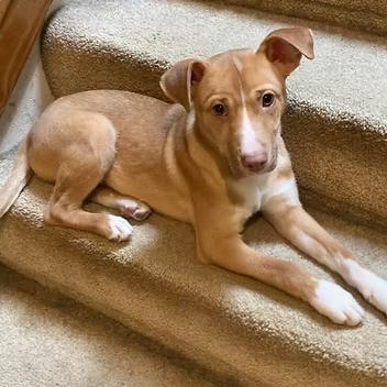 Enlarge Benedict, a ADOPTABLE mixed breed in Racine, WI image 2/6