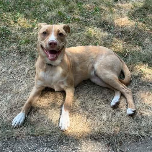 Benedict, ADOPTABLE, Young Male Terrier.
