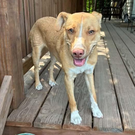 Enlarge Benedict, a ADOPTABLE mixed breed in Racine, WI image 5/6