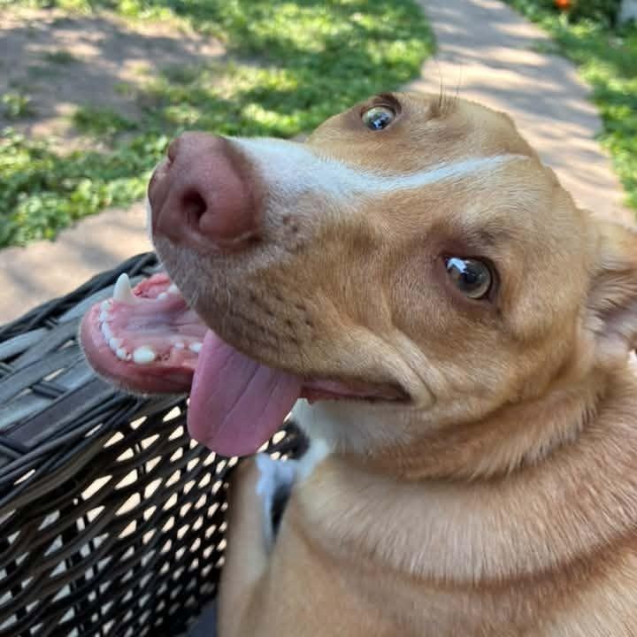 Enlarge Benedict, a ADOPTABLE mixed breed in Racine, WI image 6/6