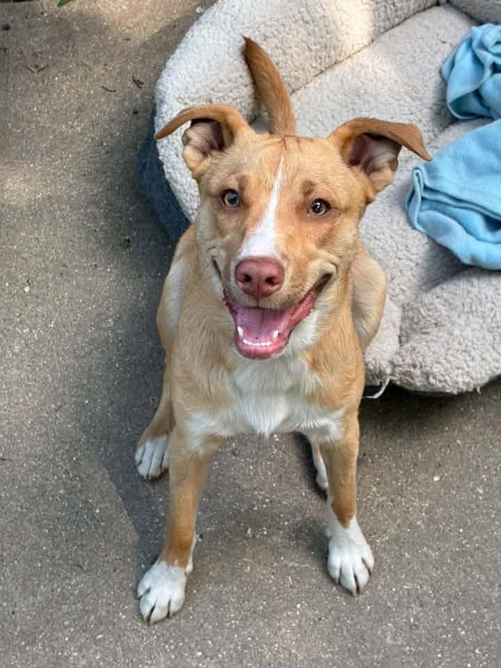 Enlarge Benedict, a ADOPTABLE mixed breed in Racine, WI image 4/6