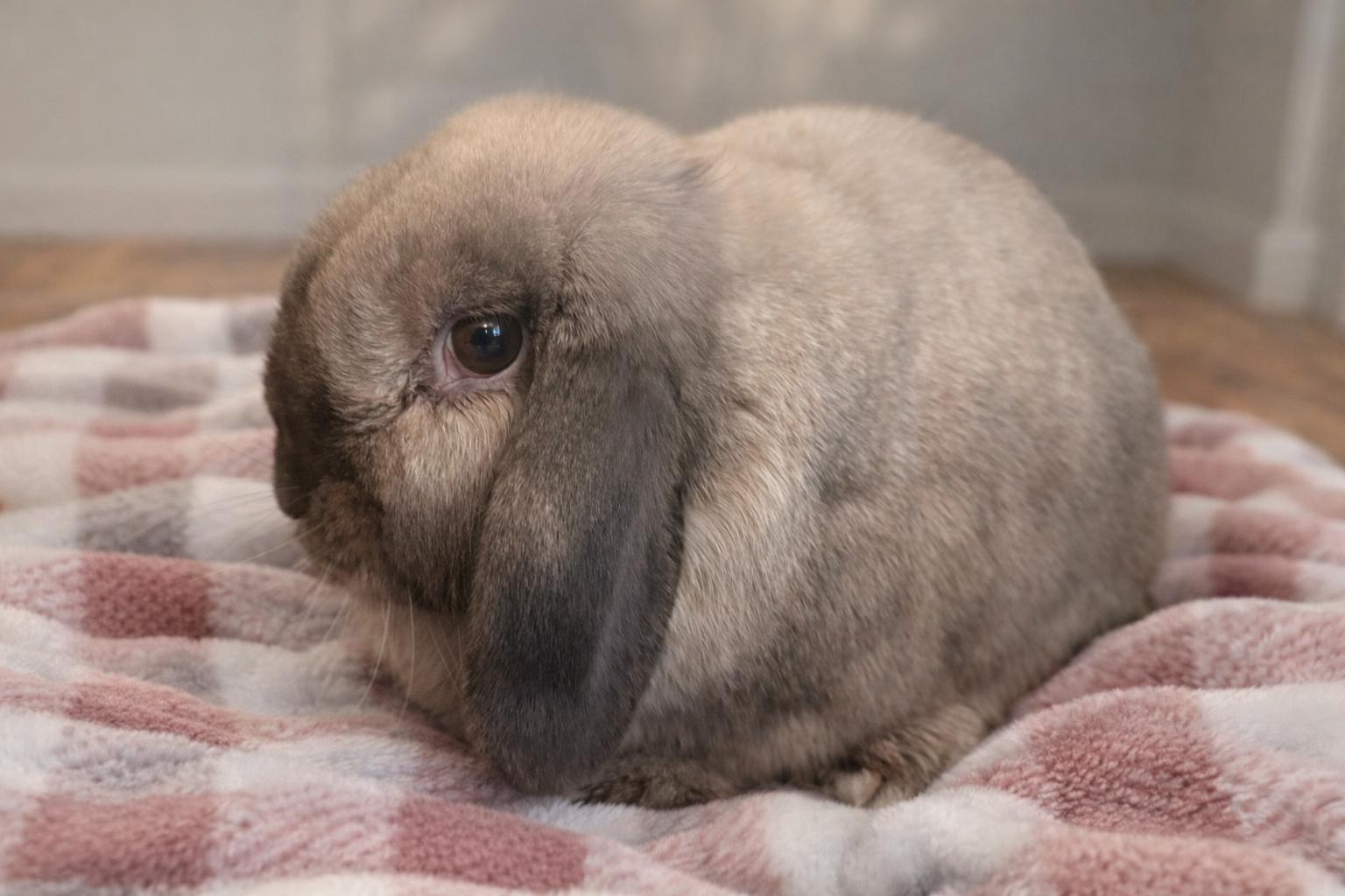 Enlarge Appa *Bonded to Holly, a Adopted Mini Lop in Marshfield, WI image 1/2
