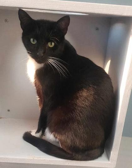 Enlarge Poppi, a Adoptable Domestic Short Hair in Atlanta, GA image 2/3