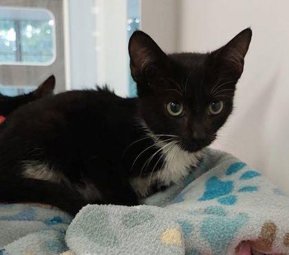 Enlarge Poppi, a Adoptable Domestic Short Hair in Atlanta, GA image 3/3