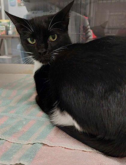Enlarge Poppi, a Adoptable Domestic Short Hair in Atlanta, GA image 3/3