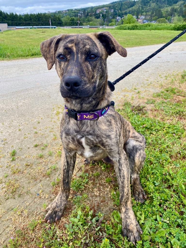 RJ, Adoptable, Puppy Male Labrador Retriever.