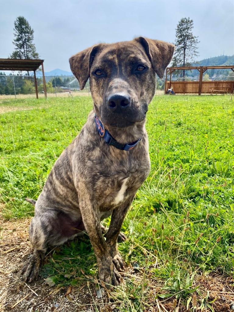 RJ, a Adoptable Labrador Retriever in Grants Pass, OR image 1/5