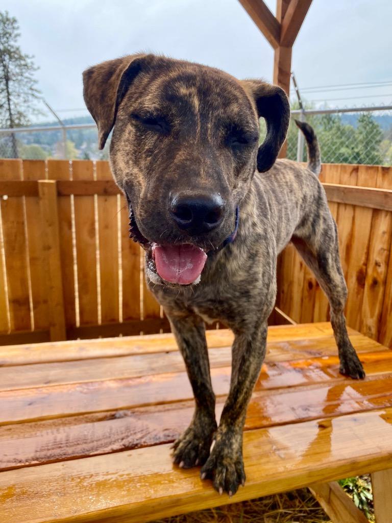 RJ, a Adoptable Labrador Retriever in Grants Pass, OR image 2/5