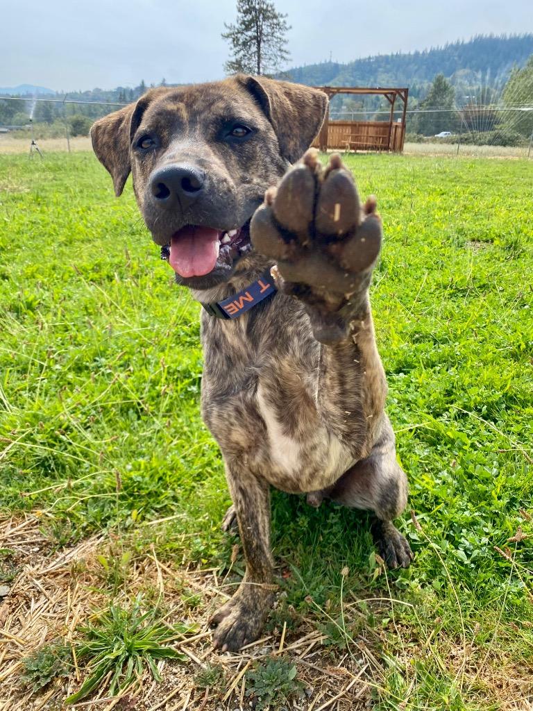 RJ, a Adoptable Labrador Retriever in Grants Pass, OR image 3/5