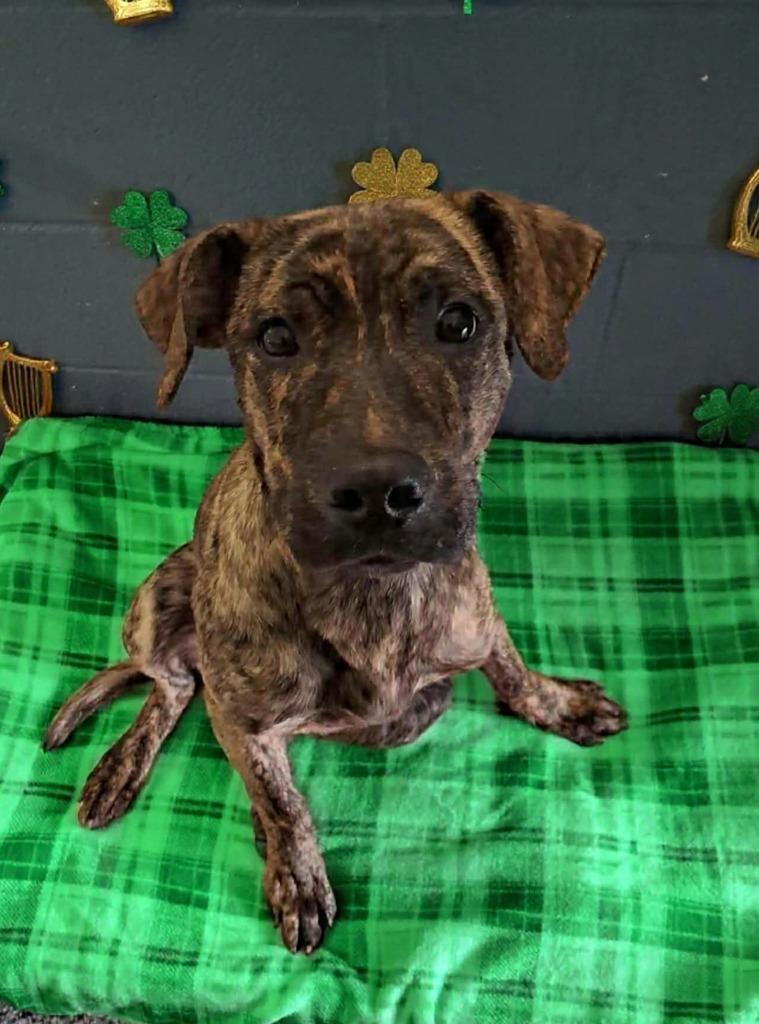 Enlarge RJ, a Adoptable Labrador Retriever in Grants Pass, OR image 1/3