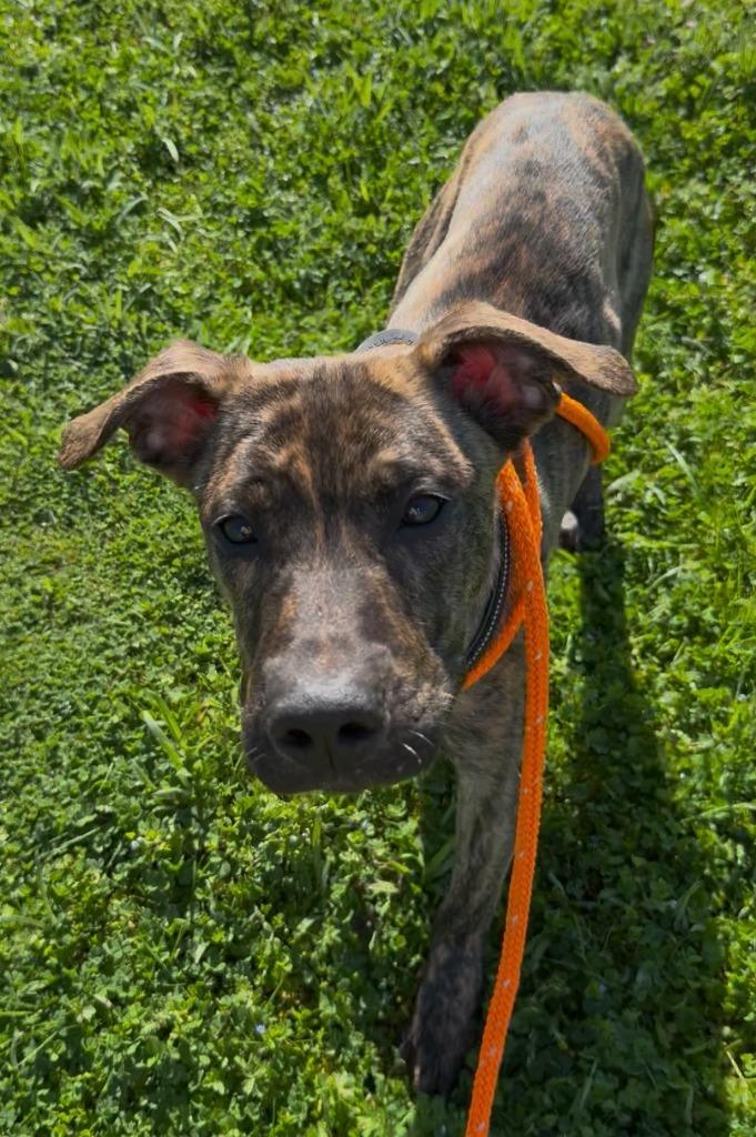 RJ, Adoptable, Young Male Labrador Retriever.