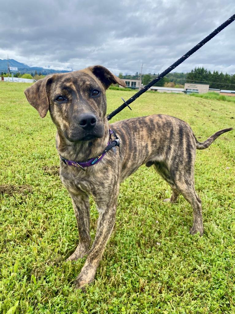 Enlarge RJ, a Adoptable Labrador Retriever in Grants Pass, OR image 4/6