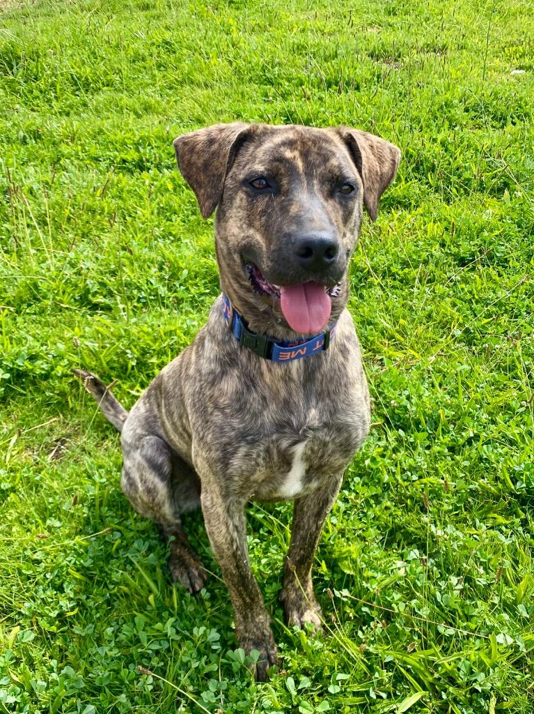 RJ, a Adoptable Labrador Retriever in Grants Pass, OR image 5/5