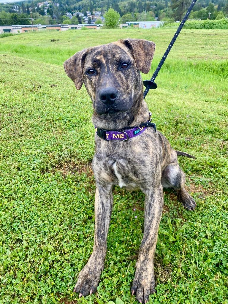 Enlarge RJ, a Adoptable Labrador Retriever in Grants Pass, OR image 5/6