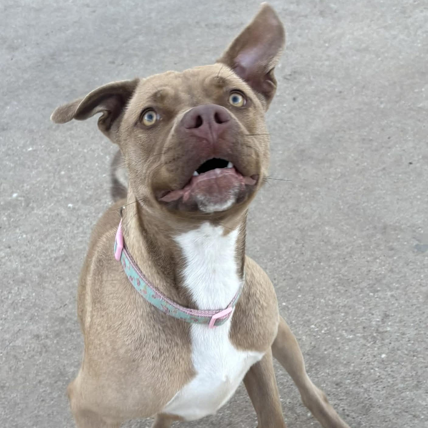 Enlarge Foxy, a Adoptable mixed breed in The Colony, TX image 3/6