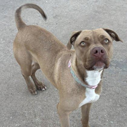 Enlarge Foxy, a Adoptable mixed breed in The Colony, TX image 2/6
