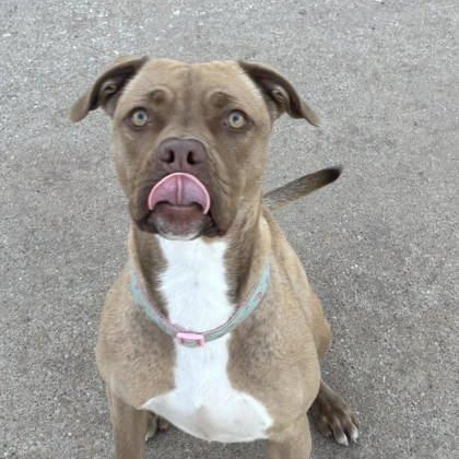 Enlarge Foxy, a Adoptable mixed breed in The Colony, TX image 6/6