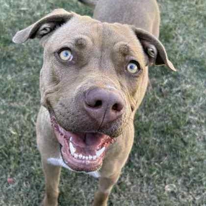 Foxy, a Adoptable mixed breed in The Colony, TX image 3/3
