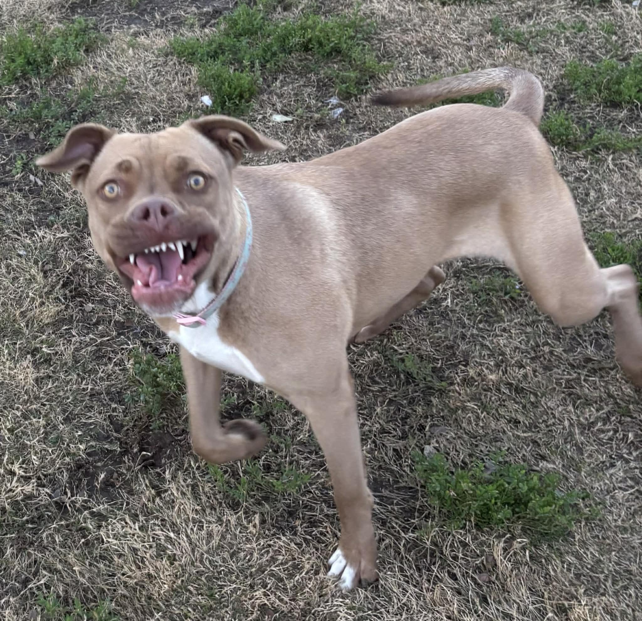 Enlarge Foxy, a Adoptable mixed breed in The Colony, TX image 5/6