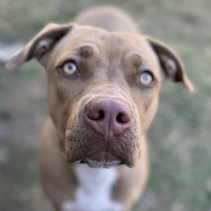 Foxy, Adoptable, Adult Female American Staffordshire Terrier & Rhodesian Ridgeback.