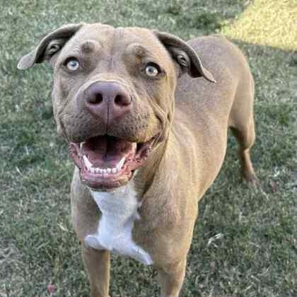 Foxy, Adoptable, Adult Female American Staffordshire Terrier & Rhodesian Ridgeback.