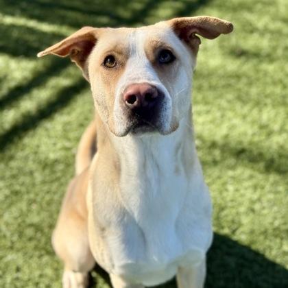 Enlarge Miller, a ADOPTABLE mixed breed in Red Bluff, CA image 2/3