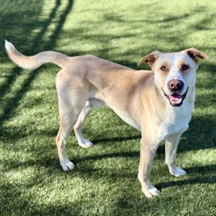 Enlarge Miller, a ADOPTABLE mixed breed in Red Bluff, CA image 3/3