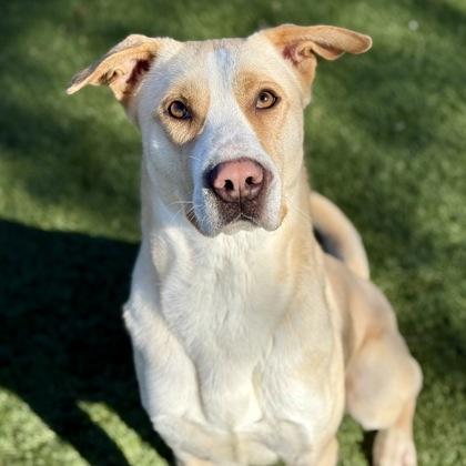 Enlarge Miller, a ADOPTABLE mixed breed in Red Bluff, CA image 1/3