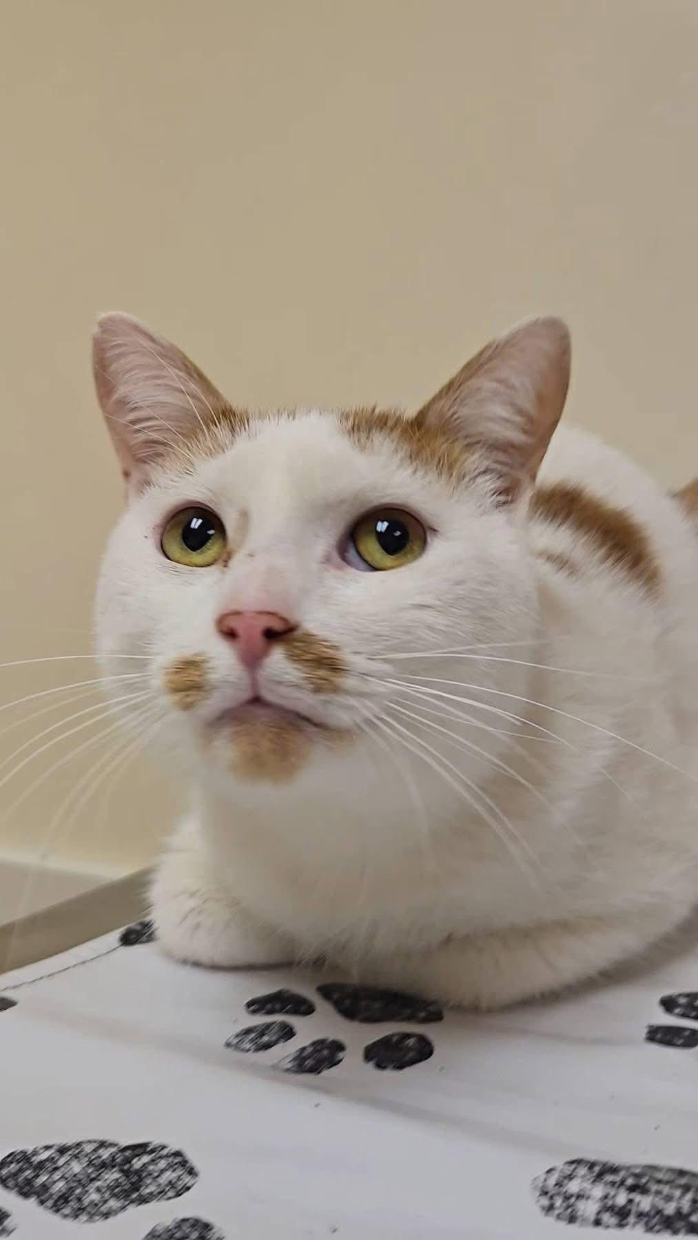 Enlarge Beauty, a ADOPTABLE Domestic Short Hair in Reading, PA image 1/1