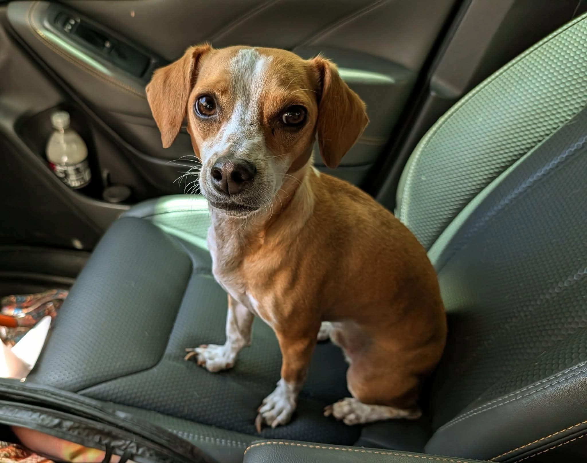 Benny, a ADOPTABLE mixed breed in Temecula, CA image 1/6