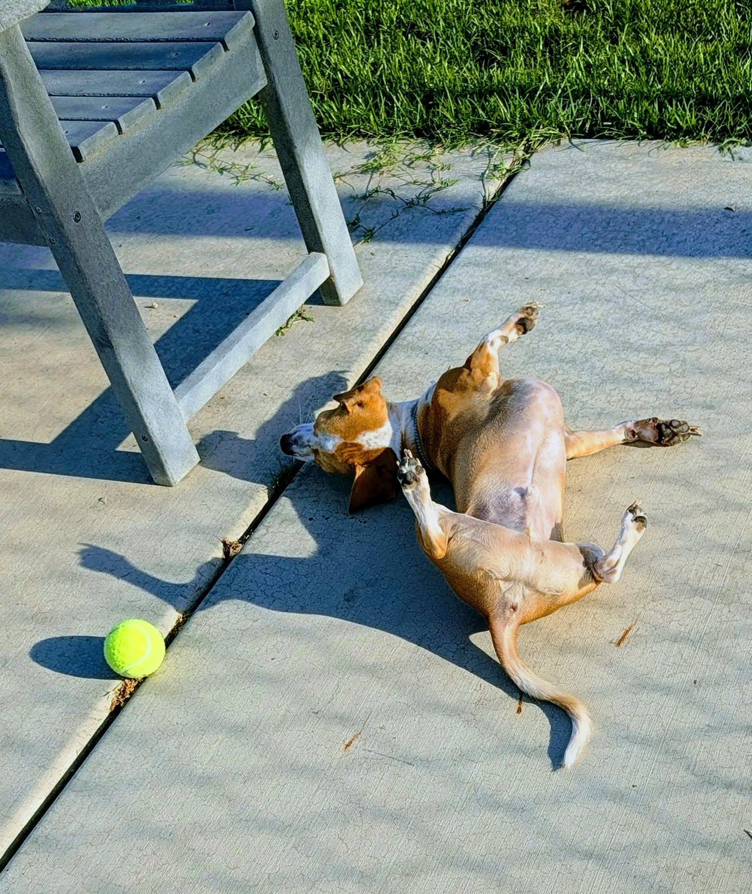 Benny, a ADOPTABLE mixed breed in Temecula, CA image 3/6