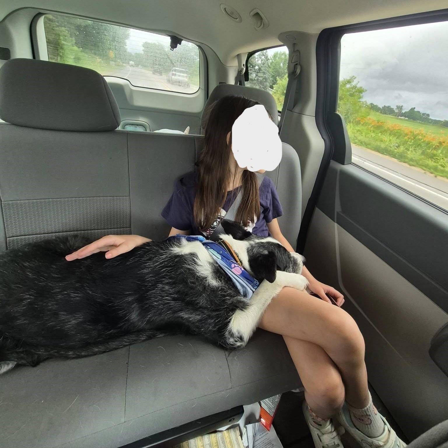 Enlarge Uno, a Adopted mixed breed in Oregon, WI image 3/6