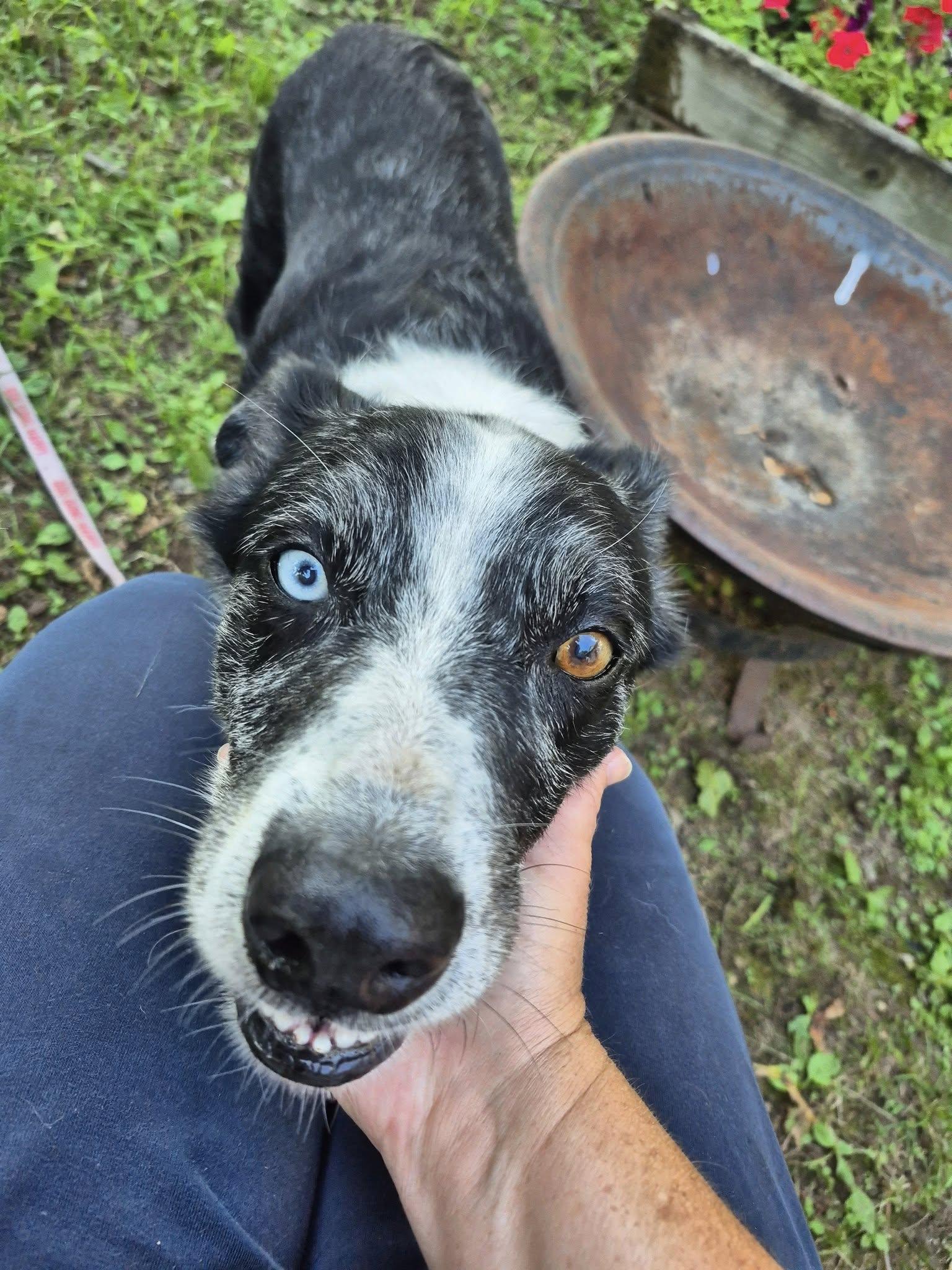 Uno *adoption pending*