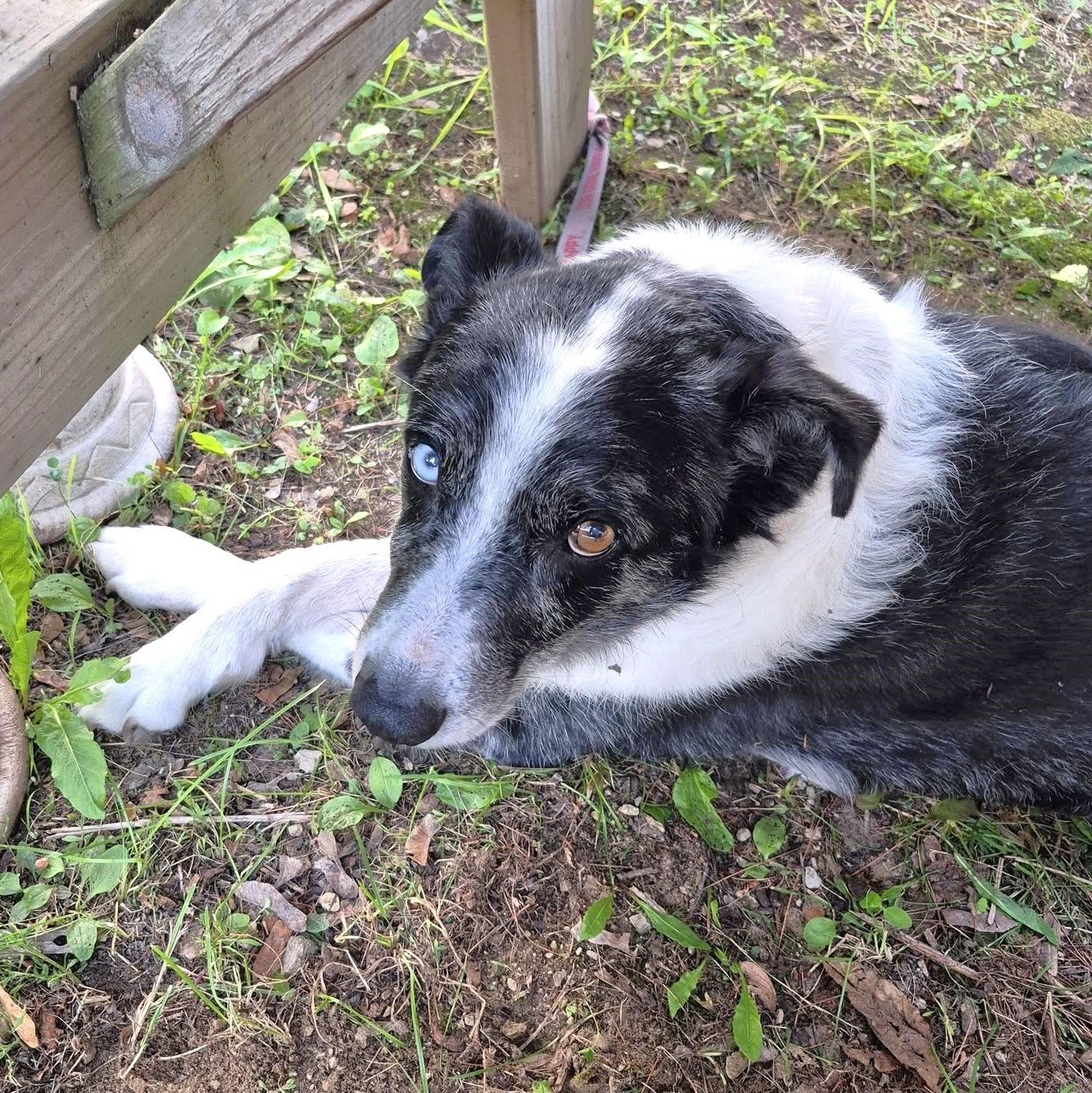 Uno *adoption pending*