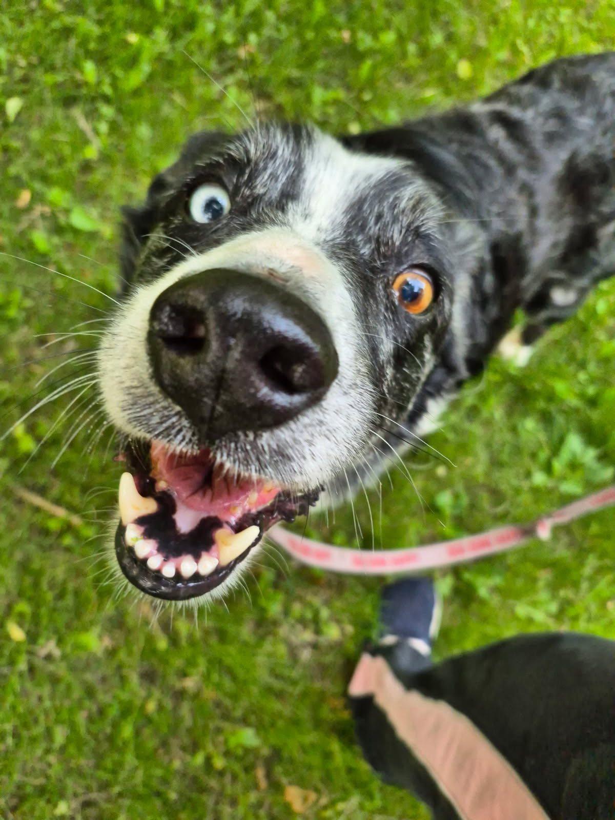 Uno *adoption pending*