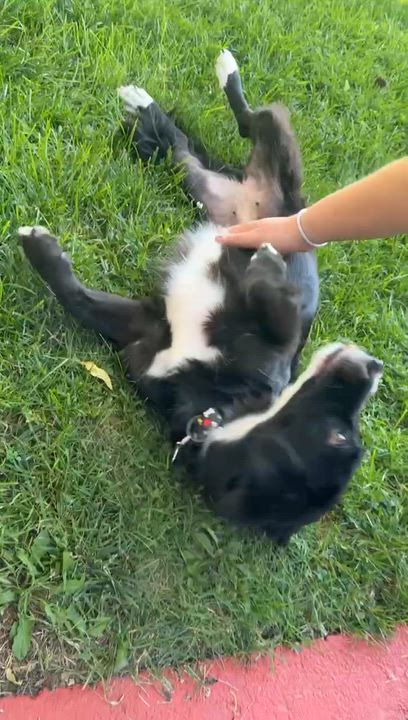 Enlarge Nami, an adopted mixed breed in Hilton, NY video 6/6