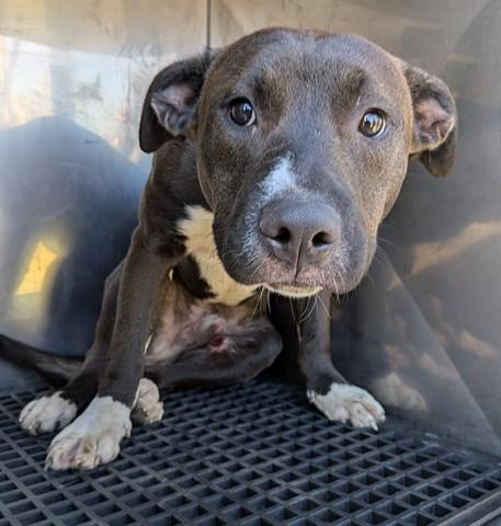 Enlarge MAJOR, a Adoptable Pit Bull Terrier in Dayton, OH image 1/1