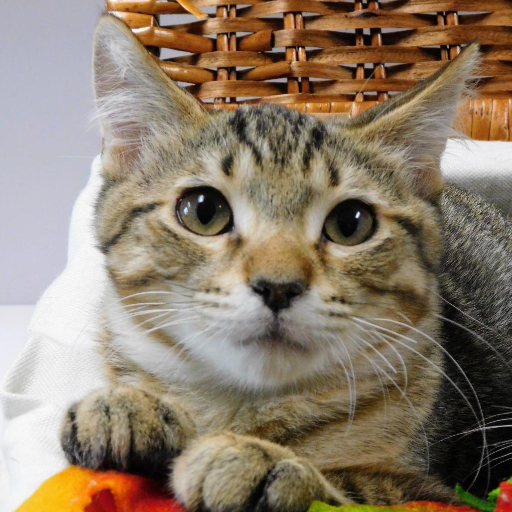 Little John Todd, a Adoptable Domestic Short Hair in St. Peters, MO image 3/6