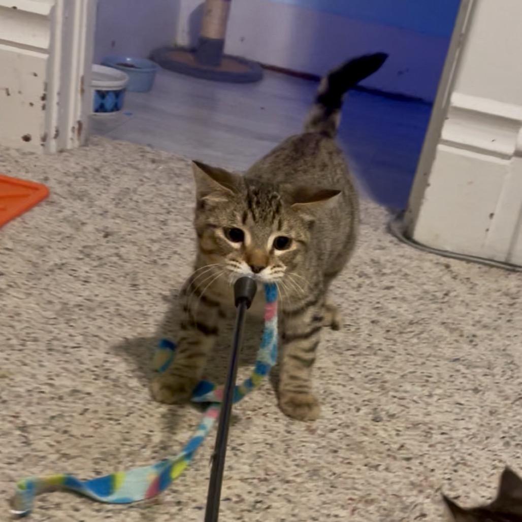 Little John Todd, a Adoptable Domestic Short Hair in St. Peters, MO image 4/6