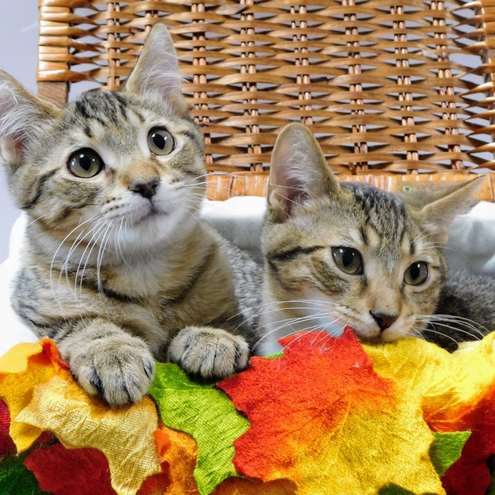 Little John Todd, a Adoptable Domestic Short Hair in St. Peters, MO image 5/6