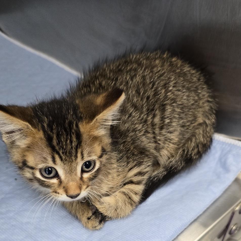 Little John Todd, a Adoptable Domestic Short Hair in St. Peters, MO image 6/6
