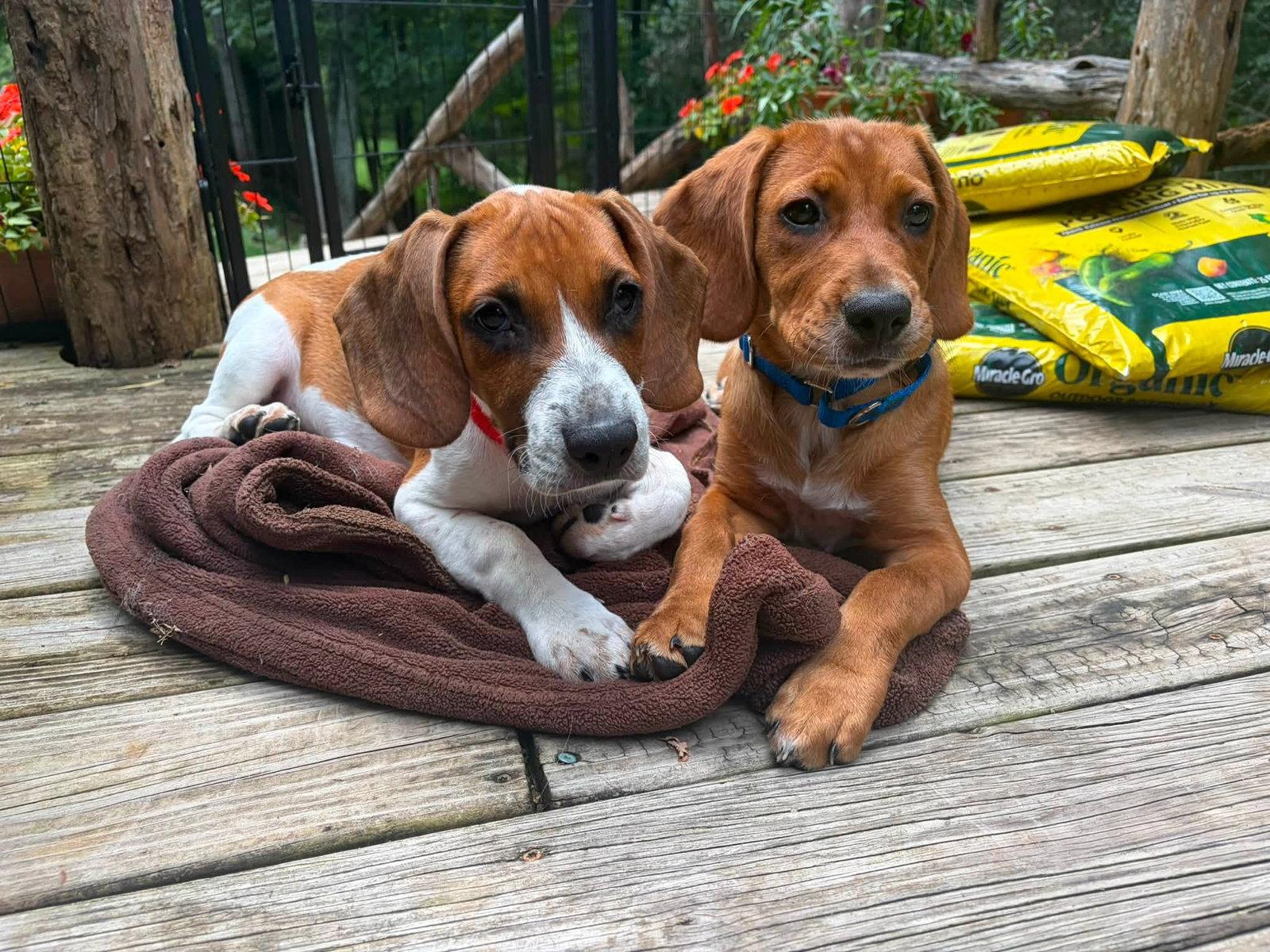 Josette (13wo, 18lbs), Adopted, Puppy Female Terrier & Beagle.